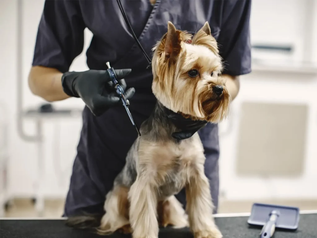 Pet Grooming