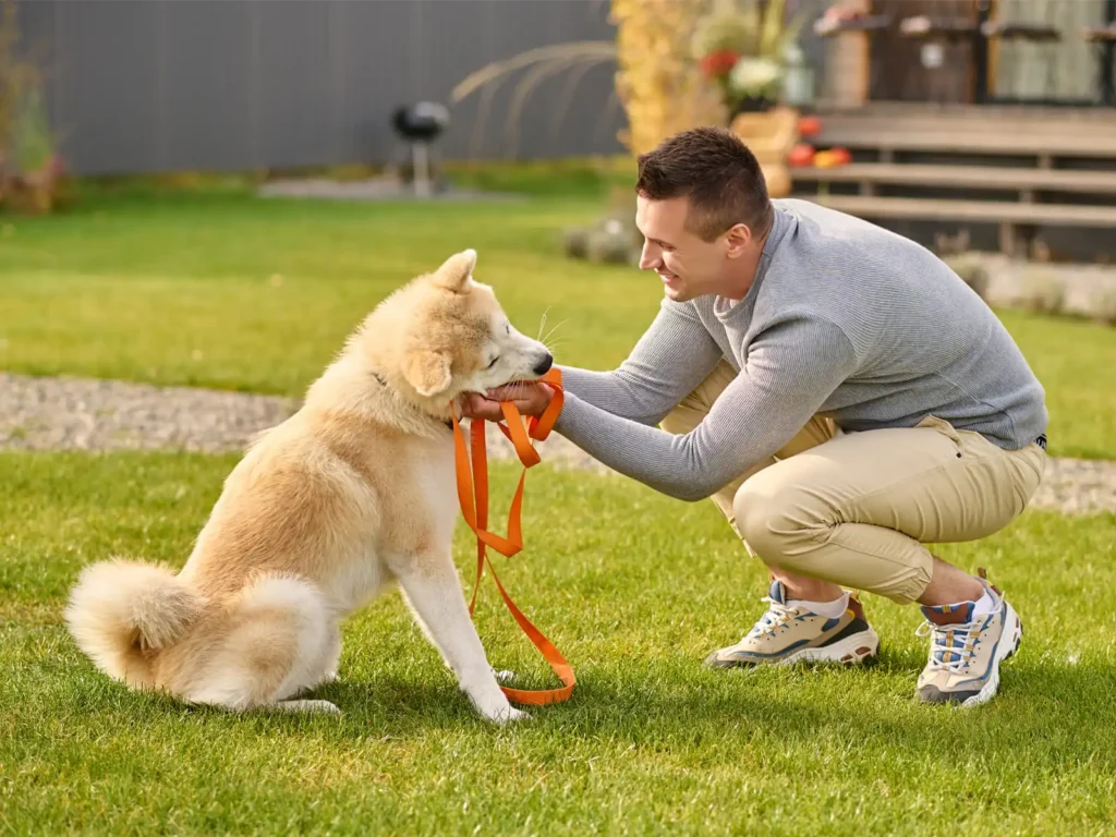 Pet Training